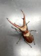 画像3: インペラトールホソアカクワガタ　♂７０ｍｍ／♀３０ｍｍ　成虫ペア　 (3)
