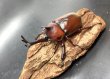 画像2: カブトムシ（レッドボディ・ピンクアイ）　♂単品 (2)