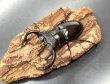 画像2: フォルスターフタマタクワガタ（キヨタミ）　♂６５ｍｍB品/♀４３ｍｍ　成虫ペア　　 (2)