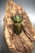 画像4: ニジイロクワガタ（グリーン系ピカール）♂５６ｍｍ♀３８ｍｍ成虫ペア (4)