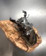 画像2: タランドゥスオオツヤクワガタ　♂８８ｍｍ／♀５５ｍｍ成虫ペア　1 (2)