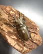 画像1: モセリオウゴンオニクワガタ　♂５１ｍｍ／♀３７ｍｍ成虫ペア (1)