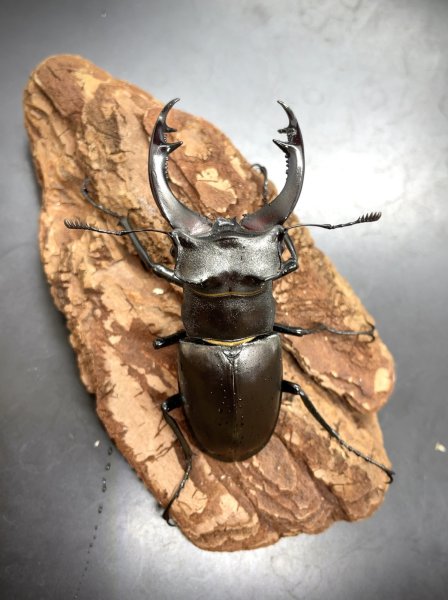 画像3: アクベシアヌスミヤマクワガタ　♂７５ｍｍ／♀４９ｍｍ　成虫ペア (3)