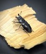 画像1: オニクワガタ（兵庫県氷ノ山）　成虫ペア　 (1)