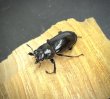 画像2: オニクワガタ（兵庫県氷ノ山）　成虫ペア　 (2)