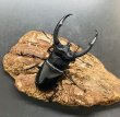 画像1: リノケロスフタマタクワガタ　♂７５ｍｍUP WILD成虫ペア　 (1)