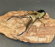 画像1: メタリフェルホソアカクワガタ（ペレン島）♂７４ｍｍ  WILD成虫ペア　 (1)