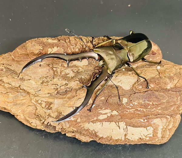 画像1: メタリフェルホソアカクワガタ（ペレン島）♂７４ｍｍ  WILD成虫ペア　 (1)