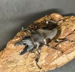 画像2: ダールマンツヤクワガタ　♂６０ｍｍUP WILD成虫ペア　 (2)