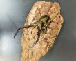 画像1: メタリフェルホソアカクワガタ（ハルマヘラ島）♂６５ｍｍ UP WILD成虫ペア　 (1)
