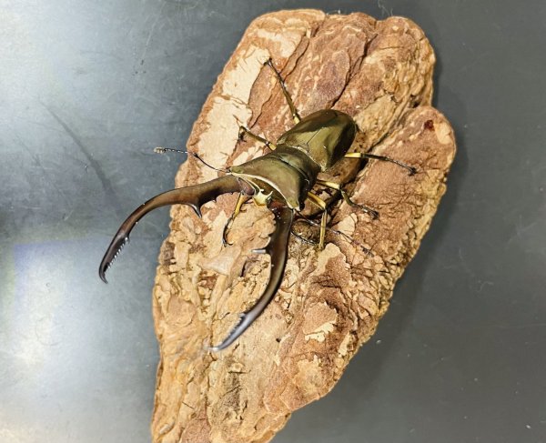 画像1: メタリフェルホソアカクワガタ（ハルマヘラ島）♂６５ｍｍ UP WILD成虫ペア　 (1)