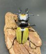 画像1: ラコダールツヤクワガタ　♂６０ｍｍUP WILD成虫ペア　 (1)