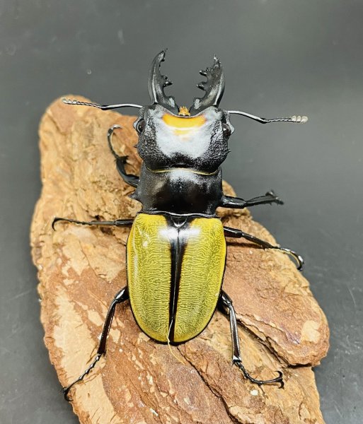画像1: ラコダールツヤクワガタ　♂６０ｍｍUP WILD成虫ペア　 (1)