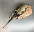 画像2: D.H.ヘラクレスオオカブト 　♂１２５ｍｍ／♀６４ｍｍ　成虫ペア  (2)