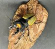 画像3: ラコダールツヤクワガタ　♂６０ｍｍUP WILD成虫ペア　 (3)