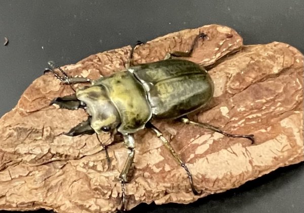 画像1: ローゼンベルグオウゴンオニクワガタ　♂５０ｍｍUP WILD成虫ペア　 (1)