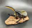 画像1: D.H.ヘラクレスオオカブト 　♂１２５ｍｍ／♀６４ｍｍ　成虫ペア  (1)