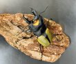 画像2: ラコダールツヤクワガタ　♂６０ｍｍUP WILD成虫ペア　 (2)