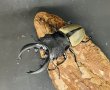 画像2: ルデキンツヤクワガタ　♂７５ｍｍUP WILD成虫ペア　 (2)