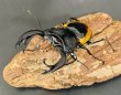 画像2: ワラストンツヤクワガタ　♂７３ｍｍ WILD成虫ペア　 (2)