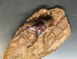 画像1: アスタコイデスノコギリクワガタ　♂５５ｍｍUP WILD成虫ペア　 (1)