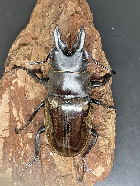 画像1: ダールマンツヤクワガタ　♂６０ｍｍUP WILD成虫ペア　 (1)