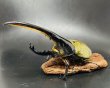 画像1: D.H.ヘラクレスオオカブト 　♂１５１ｍｍ／♀７０ｍｍ　成虫ペア  (1)