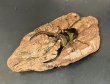 画像2: メタリフェルホソアカクワガタ（ハルマヘラ島）♂６５ｍｍ UP WILD成虫ペア　 (2)