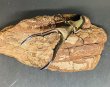 画像2: メタリフェルホソアカクワガタ（ペレン島）♂７４ｍｍ  WILD成虫ペア　 (2)