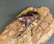 画像2: アスタコイデスノコギリクワガタ　♂５５ｍｍUP WILD成虫ペア　 (2)