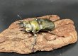 画像3: ローゼンベルグオウゴンオニクワガタ　♂５０ｍｍUP WILD成虫ペア　 (3)