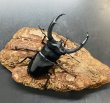 画像2: リノケロスフタマタクワガタ　♂７５ｍｍUP WILD成虫ペア　 (2)