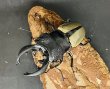 画像1: ルデキンツヤクワガタ　♂７５ｍｍUP WILD成虫ペア　 (1)