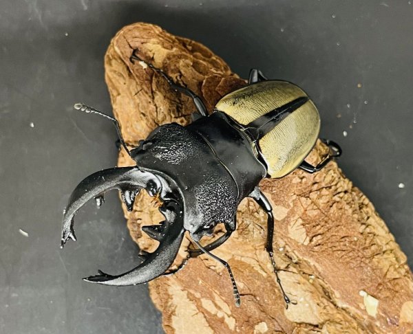 画像1: ルデキンツヤクワガタ　♂７５ｍｍUP WILD成虫ペア　 (1)