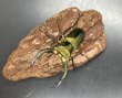 画像2: エラフスホソアカクワガタ　♂６９ｍｍ／♀３３ｍｍ成虫ペア　 (2)
