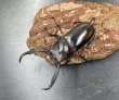 画像3: ディティエールシカクワガタ　♂７４ｍｍ／♀３７ｍｍ成虫ペア　 (3)