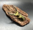 画像1: エラフスホソアカクワガタ　♂６９ｍｍ／♀３３ｍｍ成虫ペア　 (1)