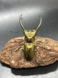 画像2: エラフスホソアカクワガタ　♂６７ｍｍ／♀３３ｍｍ成虫ペア　 (2)