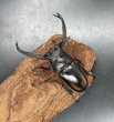 画像1: ディティエールシカクワガタ　♂７１ｍｍ／♀３７ｍｍ成虫ペア　 (1)