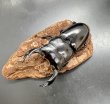 画像1: ブータンアンタエウス　♂８４ｍｍ／♀５０ｍｍ成虫ペア　 (1)