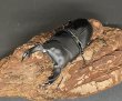 画像2: オオクワガタ（ちなみ血統）　♂６９ｍｍ／♀４５ｍｍ　成虫ペア　 (2)