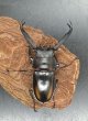 画像2: ディティエールシカクワガタ　♂７１ｍｍ／♀３７ｍｍ成虫ペア　 (2)