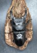 画像2: オオクワガタ（能勢ＹＧ血統）　♂８４ｍｍ／♀５２ｍｍＵＰ　成虫ペア　 (2)