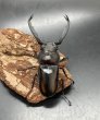 画像2: ディティエールシカクワガタ　♂７４ｍｍ／♀３７ｍｍ成虫ペア　 (2)