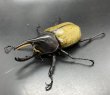 画像1: ヘラクレス•レイディ 　♂８５ｍｍ／♀５９ｍｍ　成虫ペア  (1)