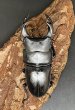 画像1: オオクワガタ（ちなみ血統）　♂７０ｍｍ／♀４６ｍｍ　成虫ペア　 (1)