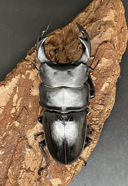 画像1: オオクワガタ（ちなみ血統）　♂７０ｍｍ／♀４６ｍｍ　成虫ペア　 (1)