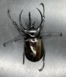 画像4: コーカサスオオカブト　♂９３ｍｍB品　単品 (4)