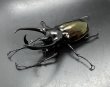 画像1: コーカサスオオカブト　♂９３ｍｍB品　単品 (1)