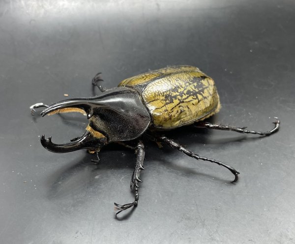 画像1: ヘラクレス•レイディ 　♂８０ｍｍ／♀５８ｍｍ　成虫ペア  (1)